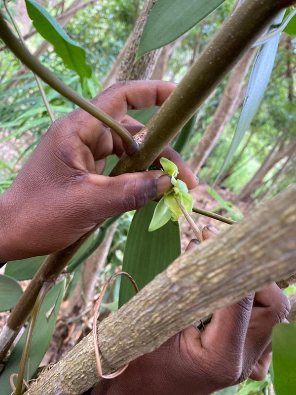 Vanille de Madagascar - Producteur basé à Nosy Be, 100% Bio